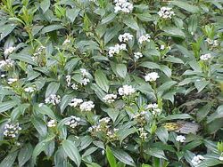 Viburnum davidii1.jpg
