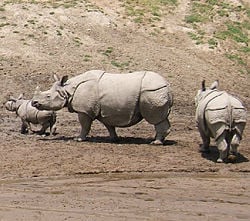 Indian rhinoceros (Rhinoceros unicornis)