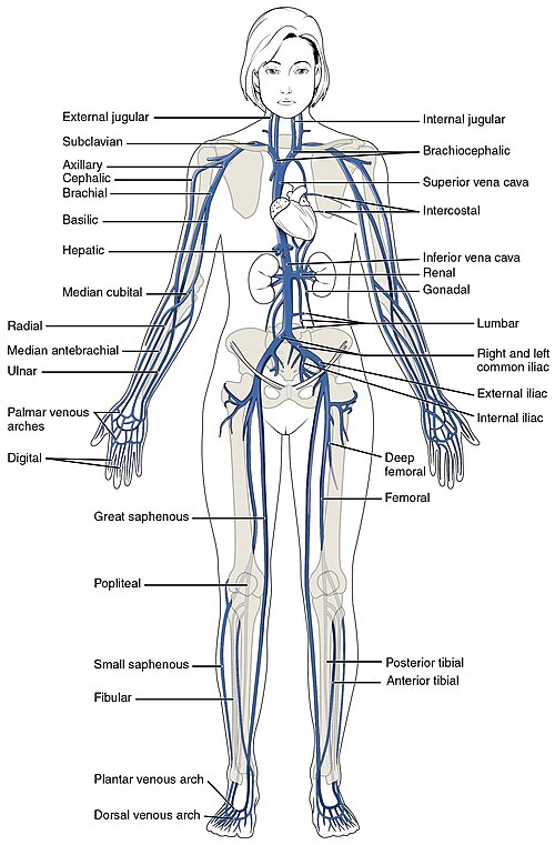 A diagram showing the main veins in the systemic circulation