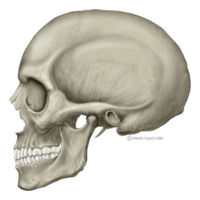 Human skull lateral view.jpg