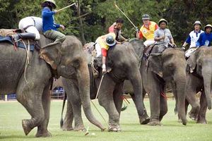 Elephantpolo.jpg