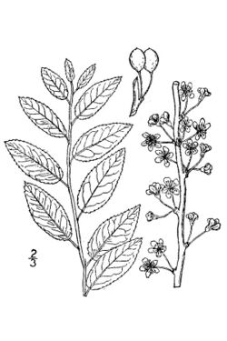 Prunus gracilis.jpg