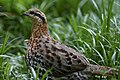 Bambusicola fytchii -short grass-8.jpg