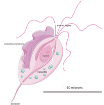 The structure of T. vaginalis