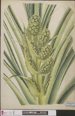Naturalis Biodiversity Center - L.0939650 - Pandanus - Artwork.jpeg