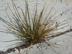 Starr 080603-5593 Lepturus repens.jpg