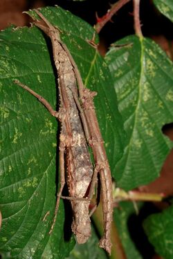 Orestes mouhotii 'Kiriom'.jpg