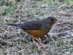 Olive Thrush RWD.jpg