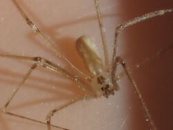 Pholcus manueli 105926320.jpg