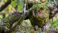 Kakapo.jpg