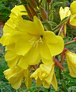 Oenothera elata hookeri 3.jpg