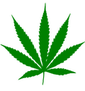 Cannabis