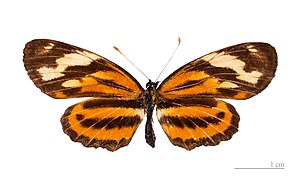 Eresia eunice eunice MHNT dos.jpg