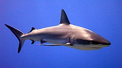 Corl0207 (28225976491).jpg