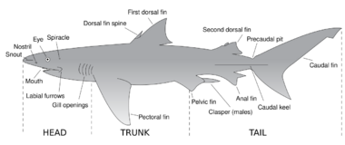 Drawing of a shark labeling major anatomical features, including mouth, snout, nostril, eye, spiracle, dorsal fin spine, caudal keel, clasper, labial furrows, gill openings, precaudal pit and fins: first and second dorsal, anal, pectoral, caudal and pelvic