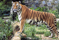 Tiger (Panthera tigris)