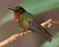 Orange-throated Sunangel.jpg