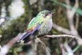 Purple-backed Thornbill (Ramphomicron microrhynchum) (8079763797).jpg