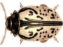 CalligraphaVicina.jpg