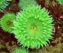 Anthopleura xanthogrammica; the green color is due to endosymbiotic Elliptochloris marina