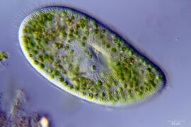 The ciliate Paramecium bursaria with endosymbiotic trebouxiophycean algae
