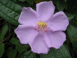 Melastoma sanguineum flower 120716-9972.jpg