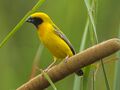 Asian Golden Weaver - Petchaburi - Thailand S4E4522 (14072230600) (2) (cropped).jpg