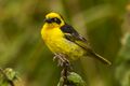 Baglafecht Weaver - Tanzania 0106 (22850517295).jpg