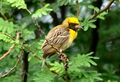 Baya Weaver Ploceus philippinus male Breeding plumage by Dr. Raju Kasambe DSC 5420 (15).jpg