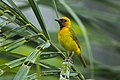 Black-necked Weaver - Ghana S4E2483 (22458282099).jpg