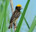 Blackbreastedweaver DSC 6530 040813 dadri.jpg