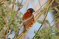 Chestnut weaver (Ploceus rubiginosus) male.jpg