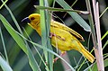 Eastern golden weaver - KwaZulu-Natal (8450712989).jpg