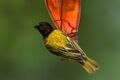 Golden-backed Weaver - Baringo - Kenya NH8O1102 (28909840167).jpg