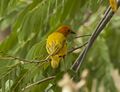 Golden Palm Weaver - Meru - Kenya 06 8317 (22850470935).jpg
