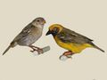 Heuglin's Masked Weaver specimen RWD.jpg