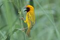 Southern brown-throated weaver (Ploceus xanthopterus castaneigula) male.jpg