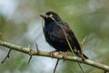 Viellot's Weaver - Kibale - Uganda 06 4155 (22850466945).jpg