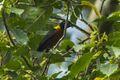Yellow-mantled Weaver - Kakum - Ghana 14 S4E2382 (16012589227).jpg