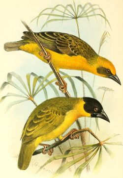 The birds of Africa, comprising all the species which occur in the Ethiopian region (1896) (14748527162).jpg