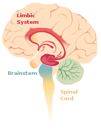 Brain limbicsystem.svg