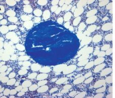 PMC4421499 sfn169fig2.jpg