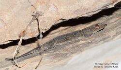 Hemidactylus hemchandrai by Ashahar alias Krishna Khan Amravati.jpg