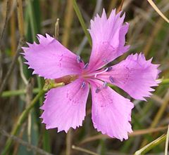 Wild Clove Pink in flower, Turkey