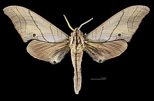 Marumba diehli MHNT CUT 2010 0 487 Wu She Taiwan male dorsal.jpg