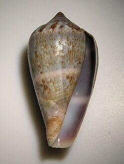 Conus hybridus 003.jpg