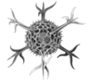 Haeckel Spumellaria detail.png
