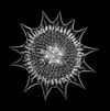 Radiolarian - Heliodiscus umbonatus (Ehr.), Haeckel (28187768550).jpg