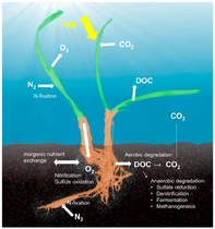 Seagrass holobiont[241]