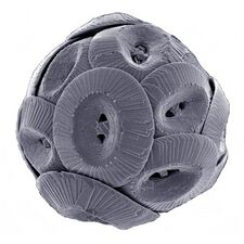 Coccolithus pelagicus ssp. braarudii